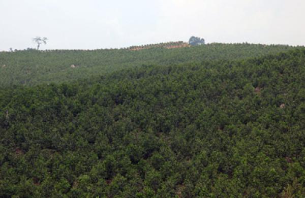 forest-large.jpg