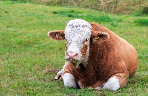 Cattle