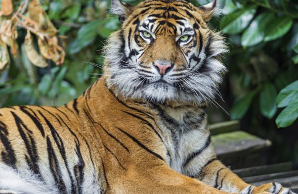 Beautiful lying Sumatran tigress
