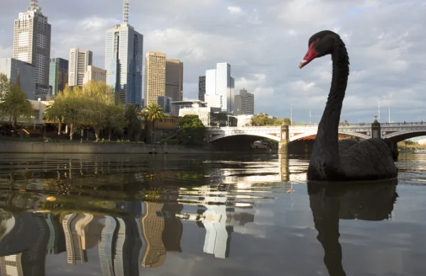 Black swan on river way twilight.