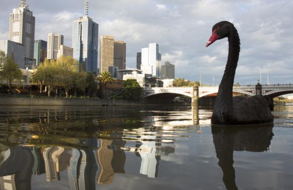 Black swan on river way twilight.