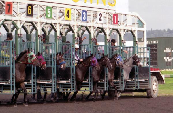 Horses being let out of a gate during a race on a track