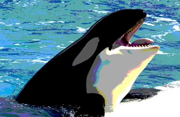 ktmc-seaworld-110887853-cover.jpg