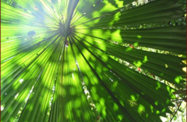 rainforest-004.jpg