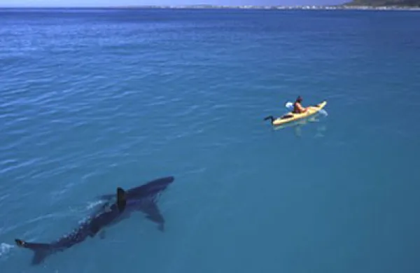 shark-large.jpg