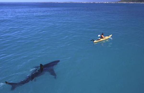 shark-large.jpg