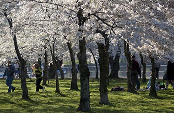 spring-cherry-blossom-large.jpg