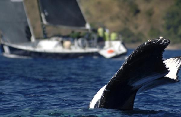 tail-risk-large.jpg