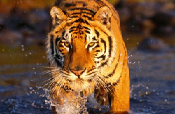 tiger-big.jpg