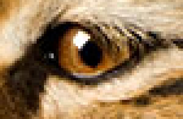 tiger-eye.jpg