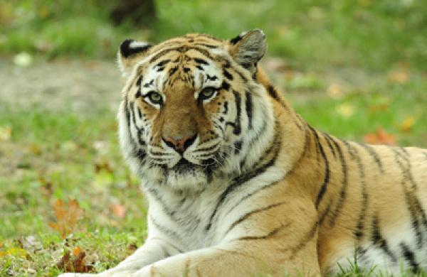 tiger-global-large.jpg