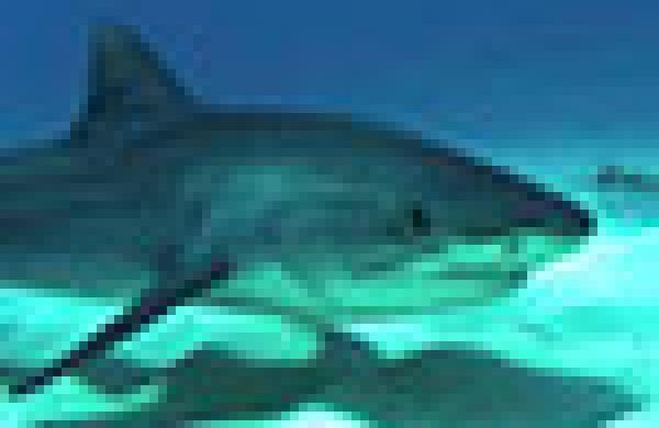 tigershark.jpg