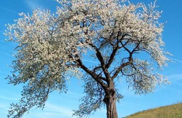 white-tree-large.jpg