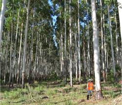 250x215-forest.jpg