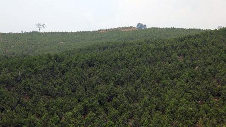 forest-large.jpg