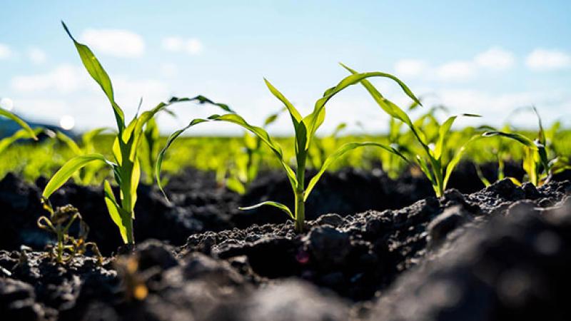 Planting season risks