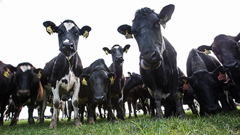 Inside Synlait Milk's Dairy Processing Plant And Dairy Farm Suppiers Inside Synlait Milk's Dairy Processing Plant And Dairy Farm Suppiers