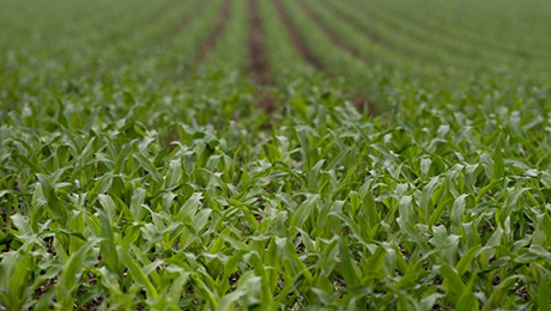 U.S. Soy, Corn Reserves Seen Below USDA Forecast U.S. Soy, Corn Reserves Seen Below USDA Forecast