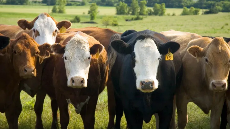 Cattle Supply