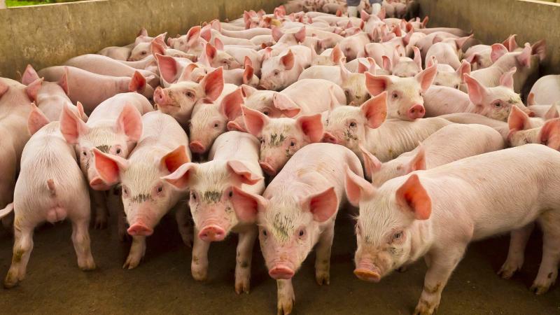 pig farm