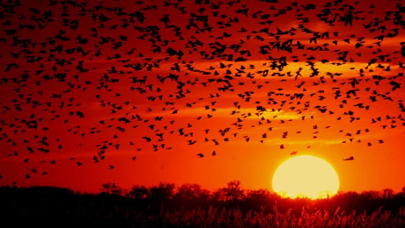 blackbird-sunset-large.jpg