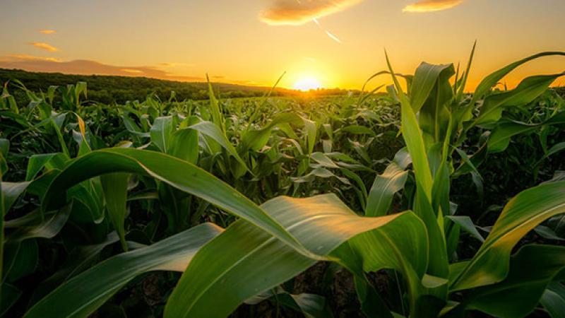 Grain Volatility