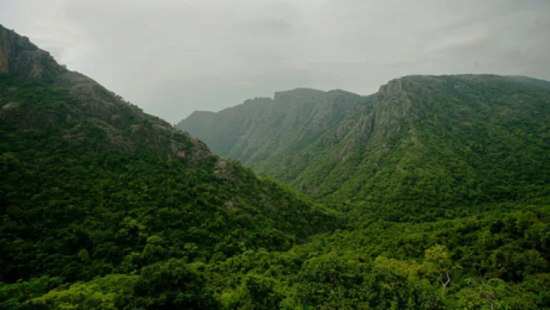 evergreen-large.jpg