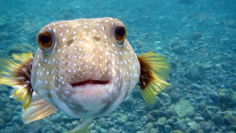 fish-big.jpg