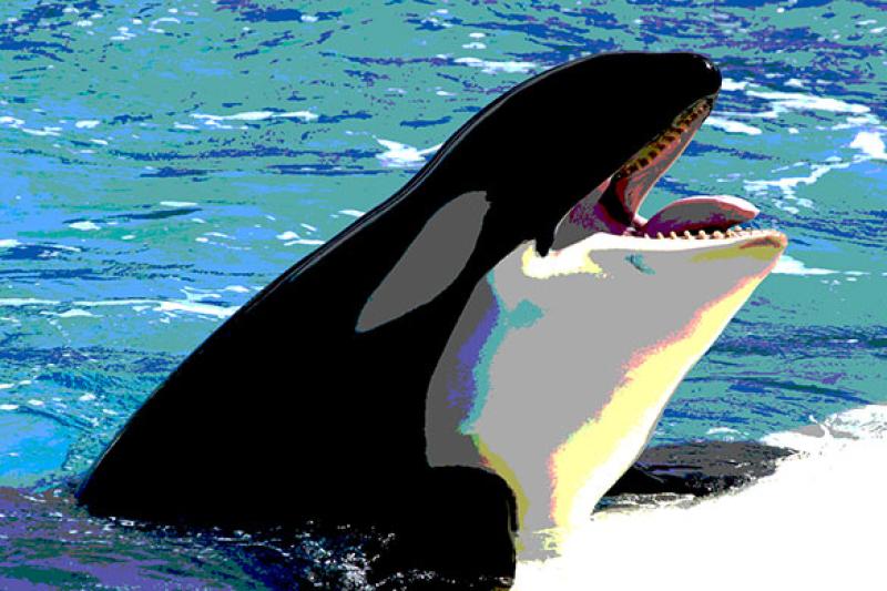 ktmc-seaworld-110887853-cover.jpg