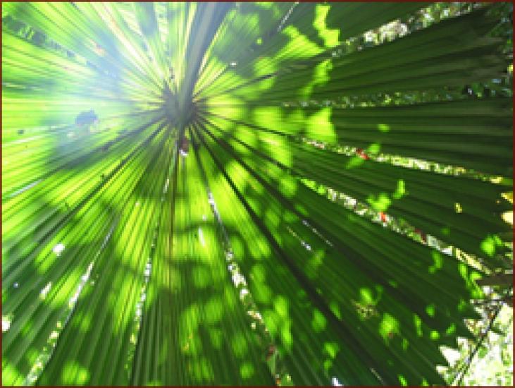 rainforest-004.jpg