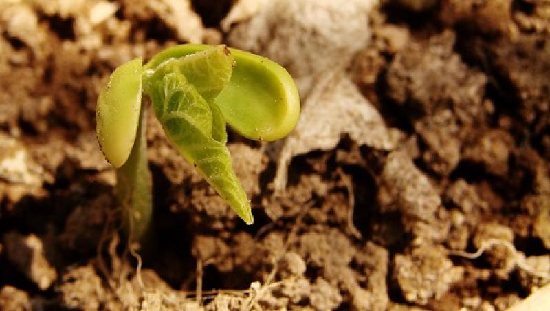 seedling-big.jpg