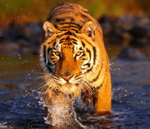tiger-big.jpg