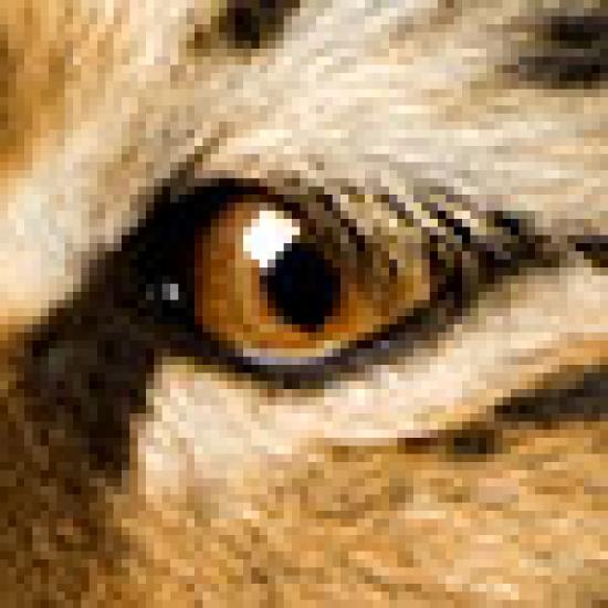 tiger-eye.jpg